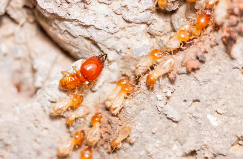 Termite Inspection Service